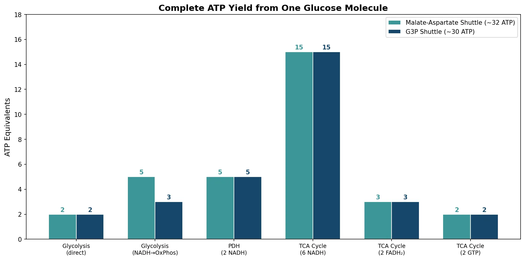 Complete ATP Yield from One Glucose Molecule