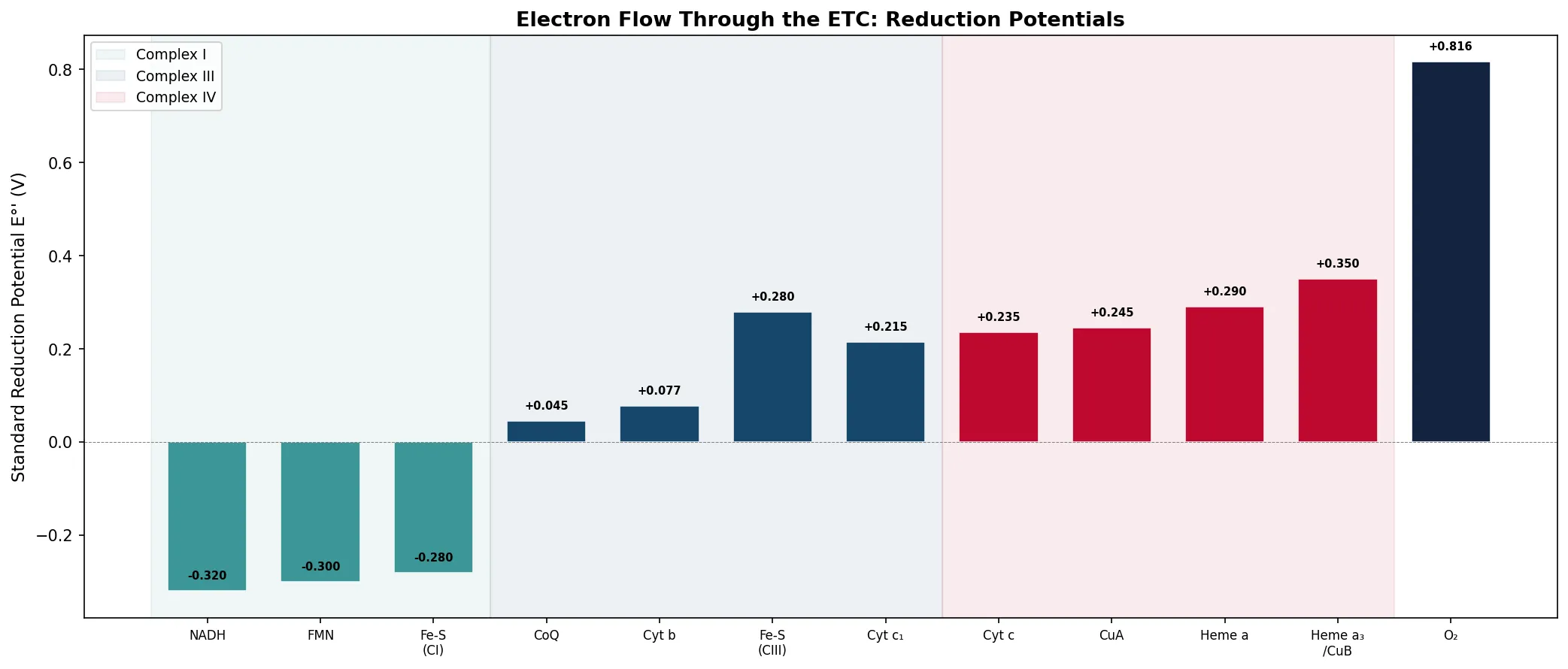 Electron Flow Through the ETC: Reduction Potentials