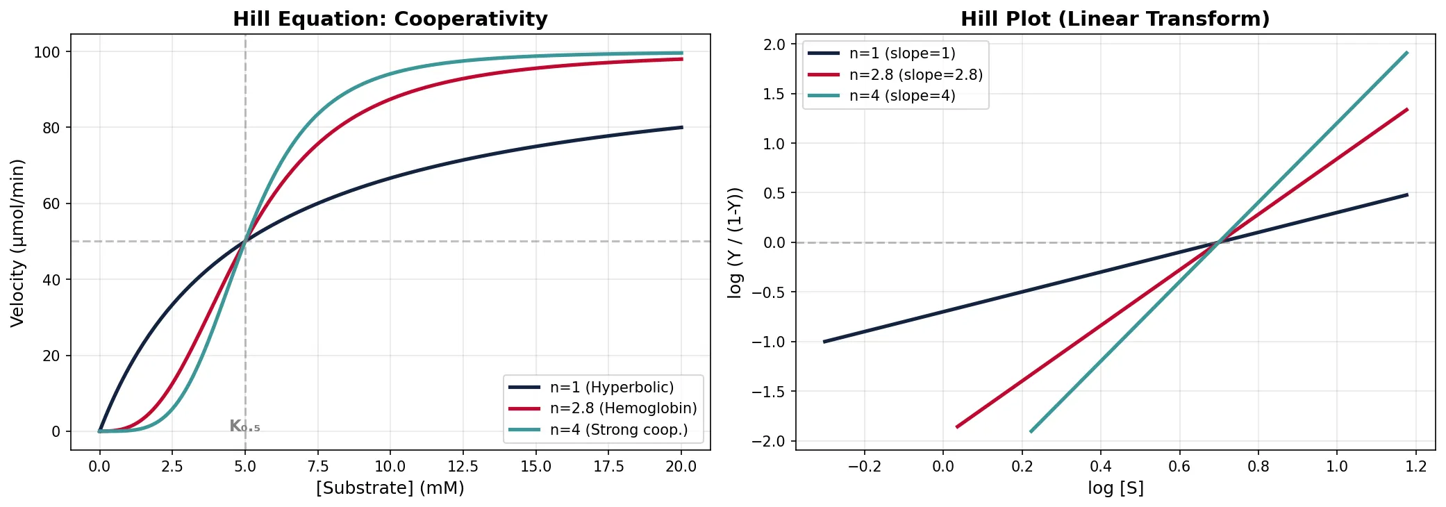 Hill Equation: Cooperativity