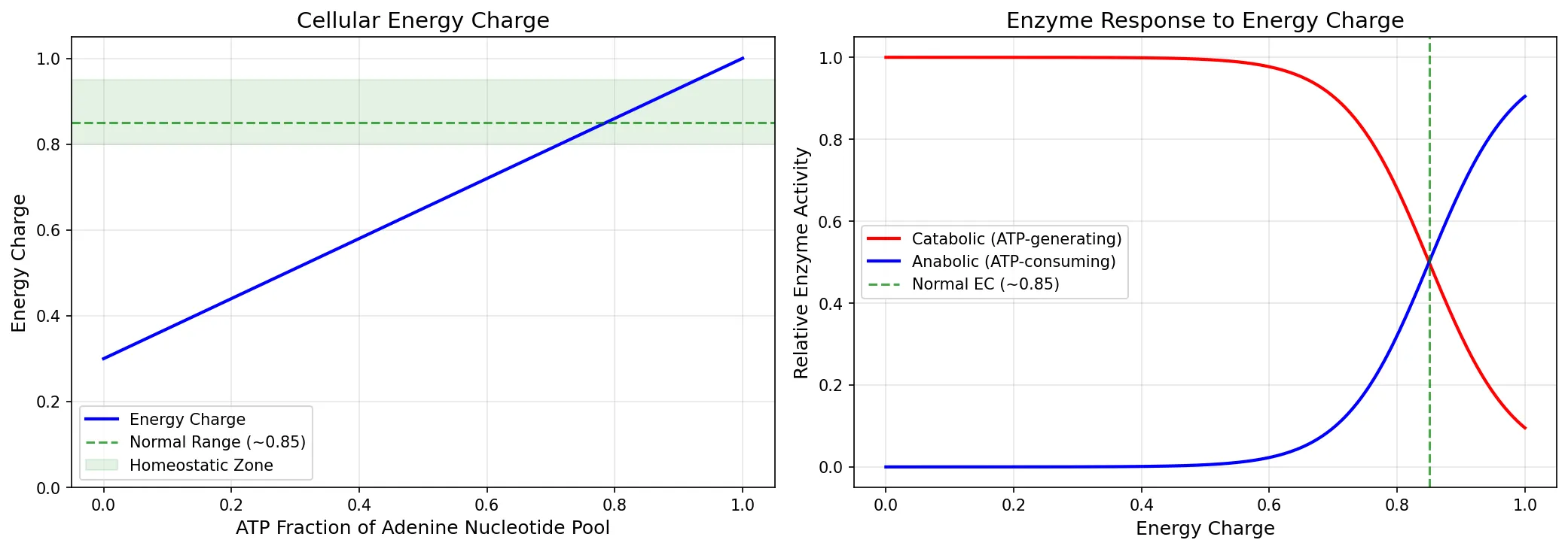 Cellular Energy Charge