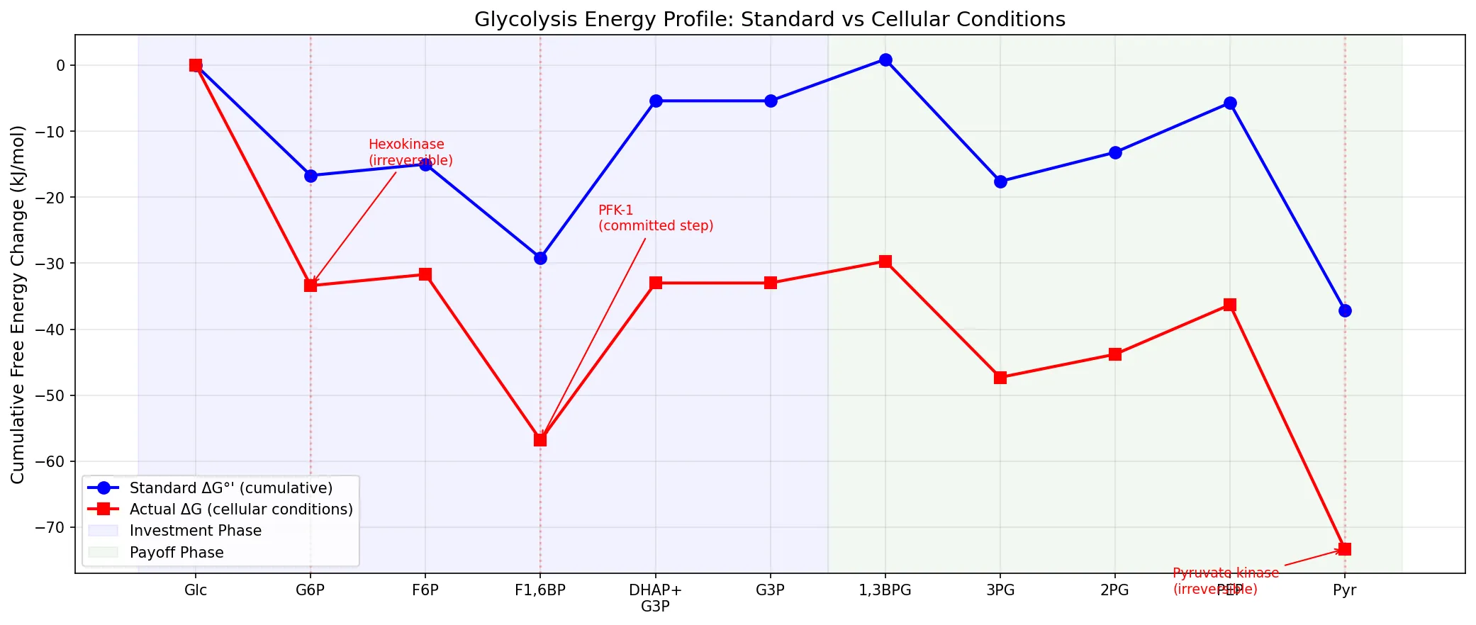 Glycolysis Energy Profile: Standard vs Cellular Conditions