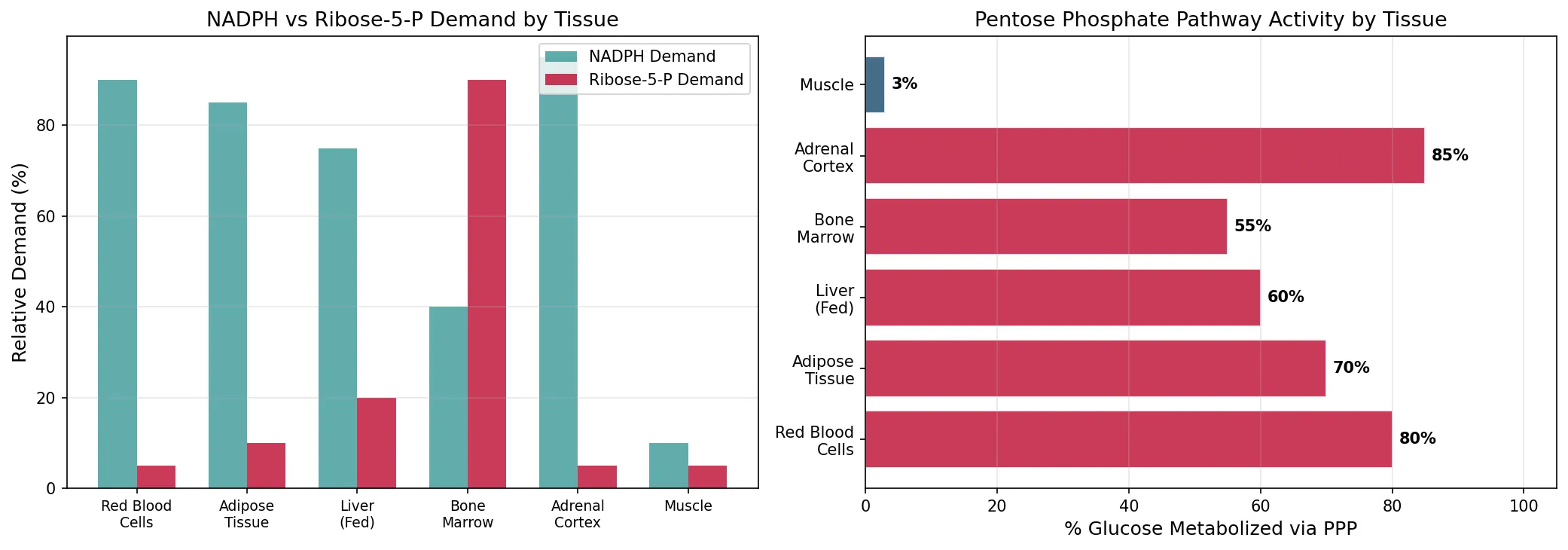 NADPH vs Ribose-5-P Demand by Tissue