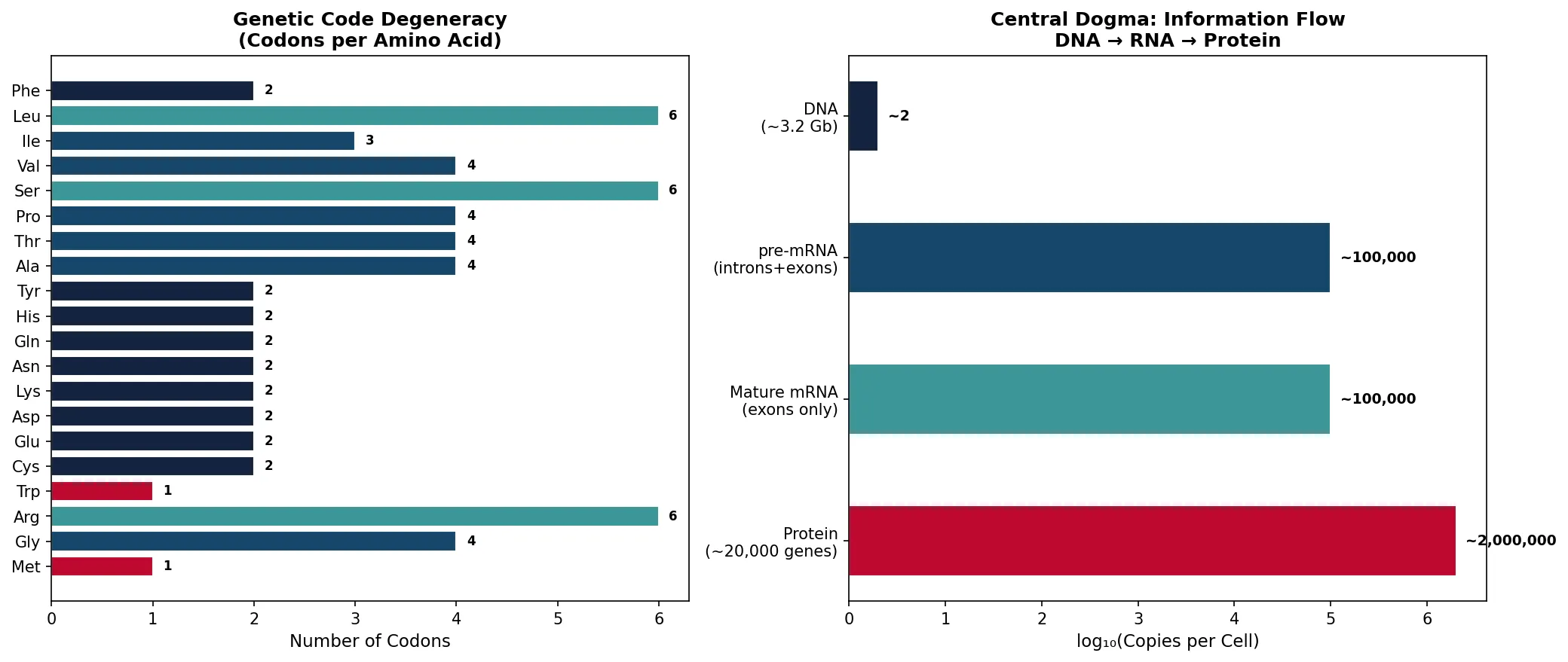 Genetic Code Degeneracy\n(Codons per Amino Acid)