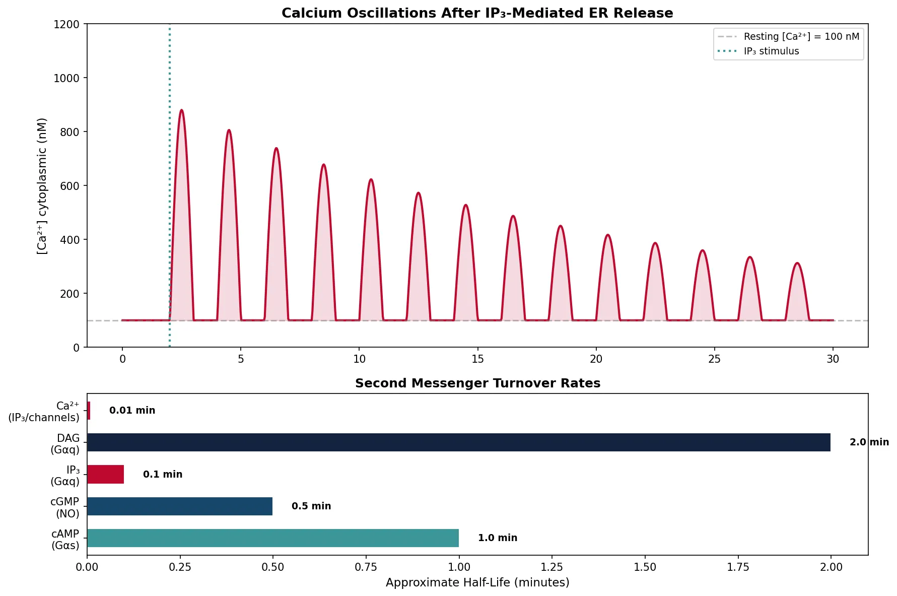 Calcium Oscillations After IP₃-Mediated ER Release