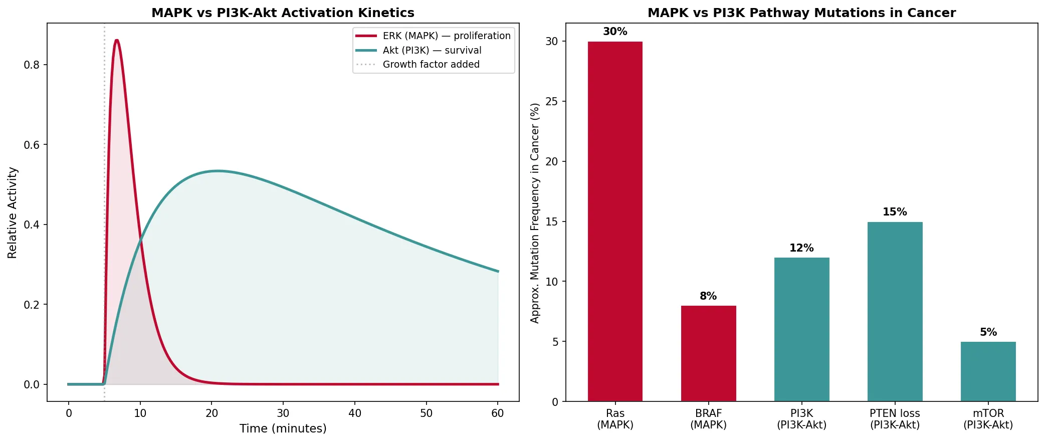 MAPK vs PI3K-Akt Activation Kinetics