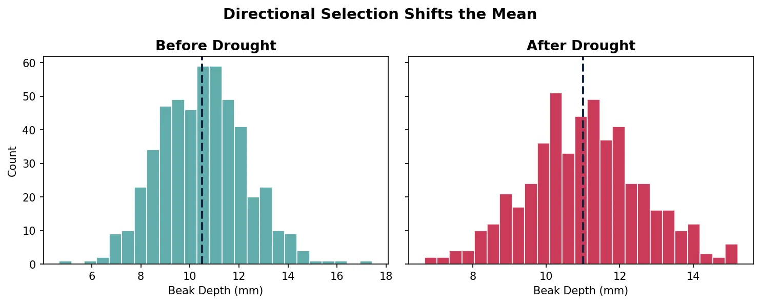 Directional Selection Shifts the Mean