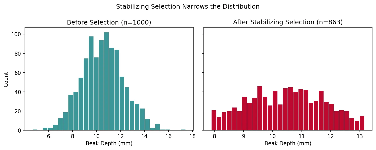 Stabilizing Selection Narrows the Distribution