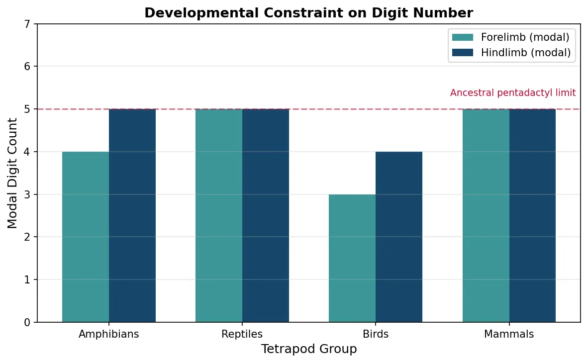 Developmental Constraint on Digit Number