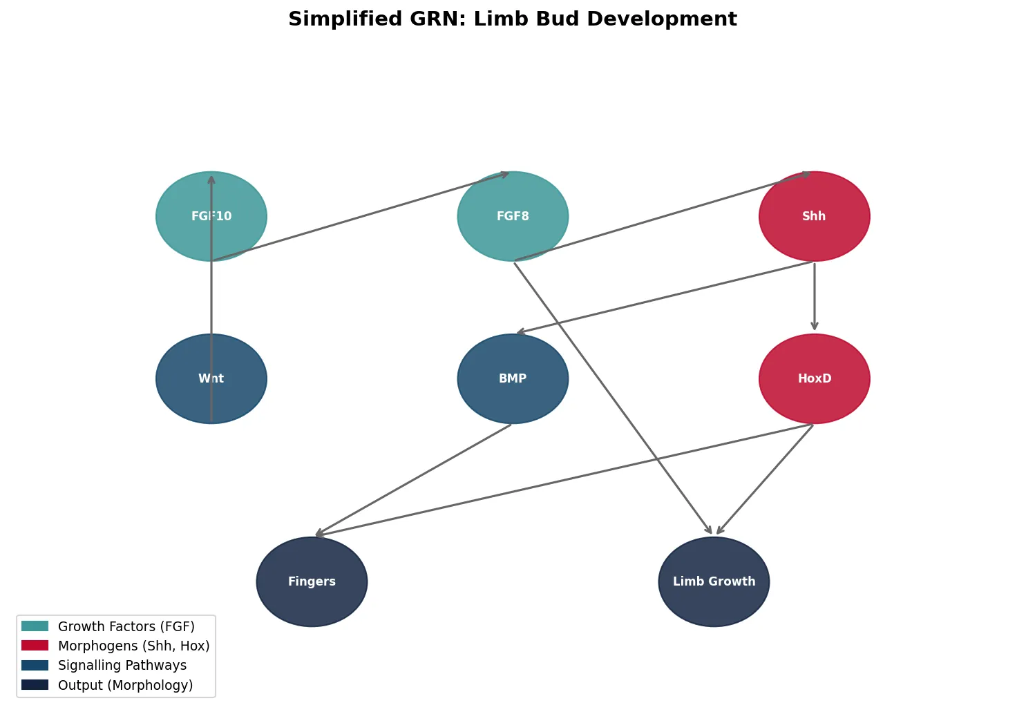 Simplified GRN: Limb Bud Development