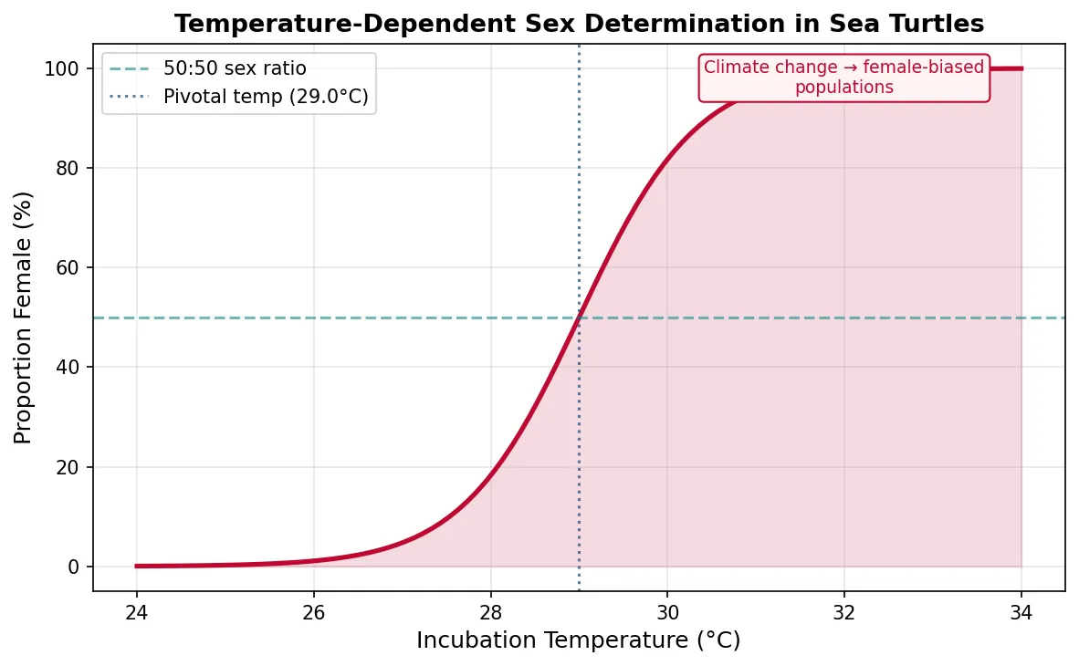 Temperature-Dependent Sex Determination in Sea Turtles