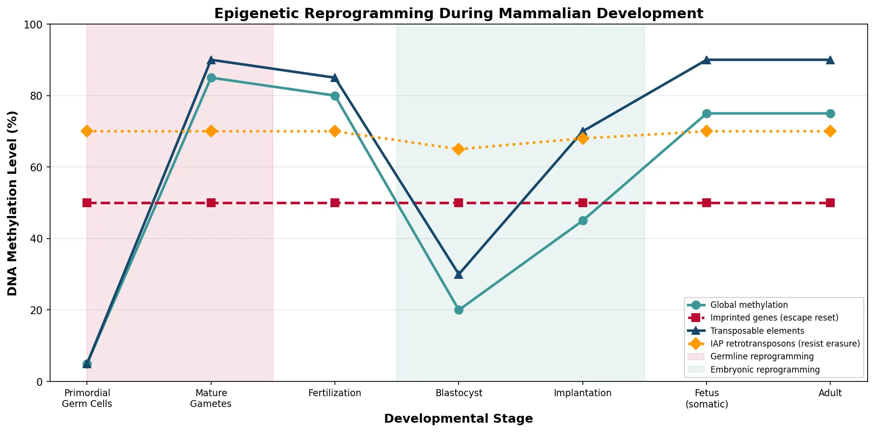 Epigenetic Reprogramming During Mammalian 