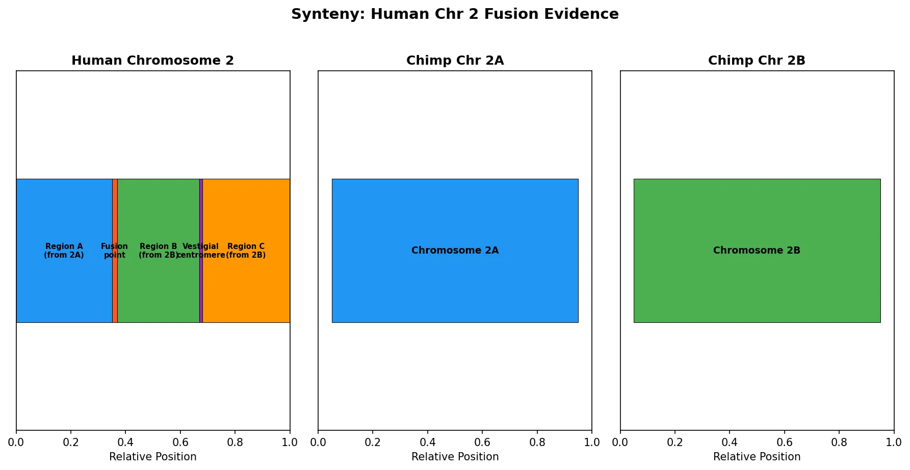 Human Chromosome 2