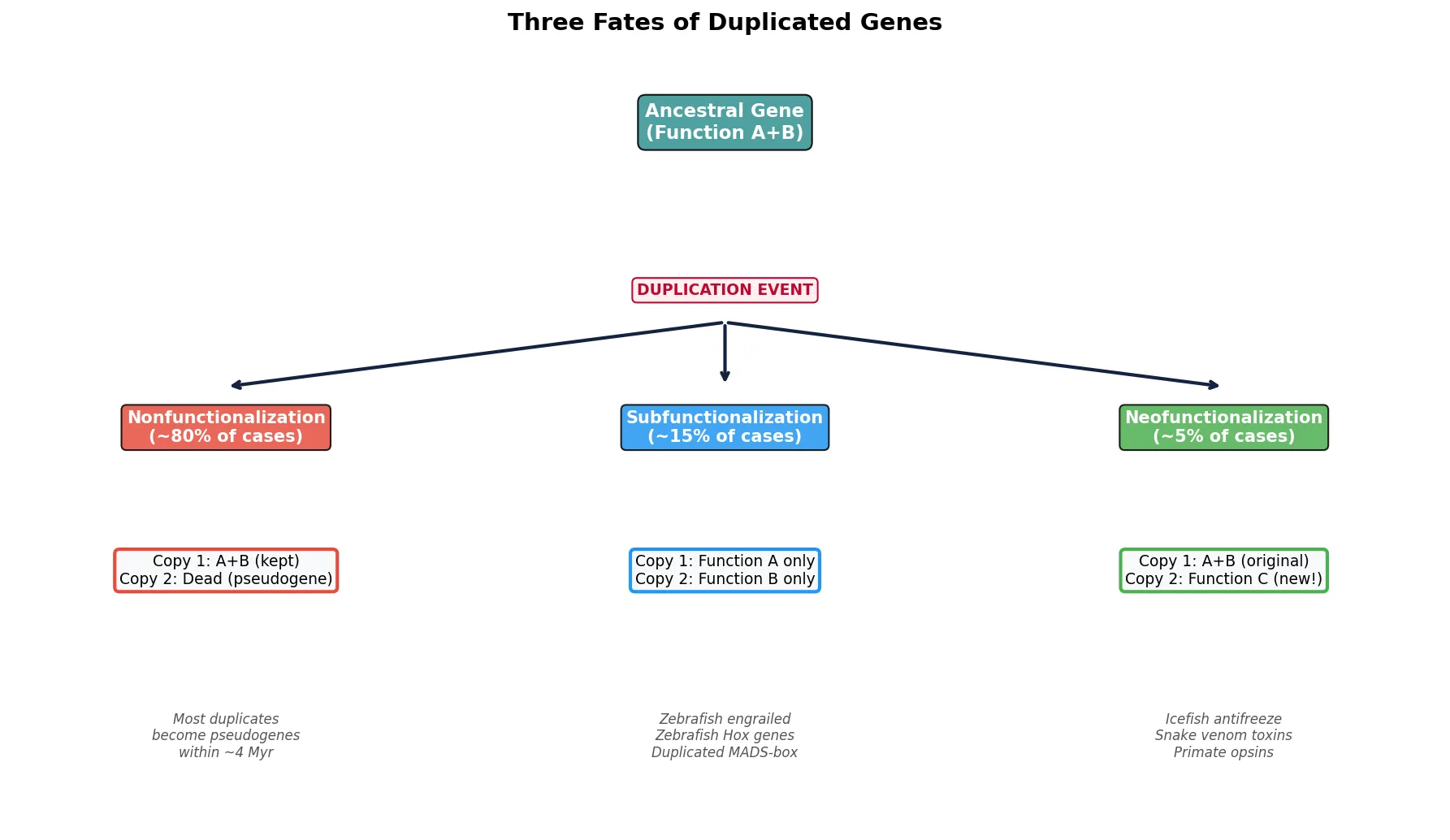 Three Fates of Duplicated Genes