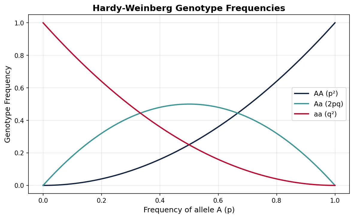 Hardy-Weinberg Genotype Frequencies