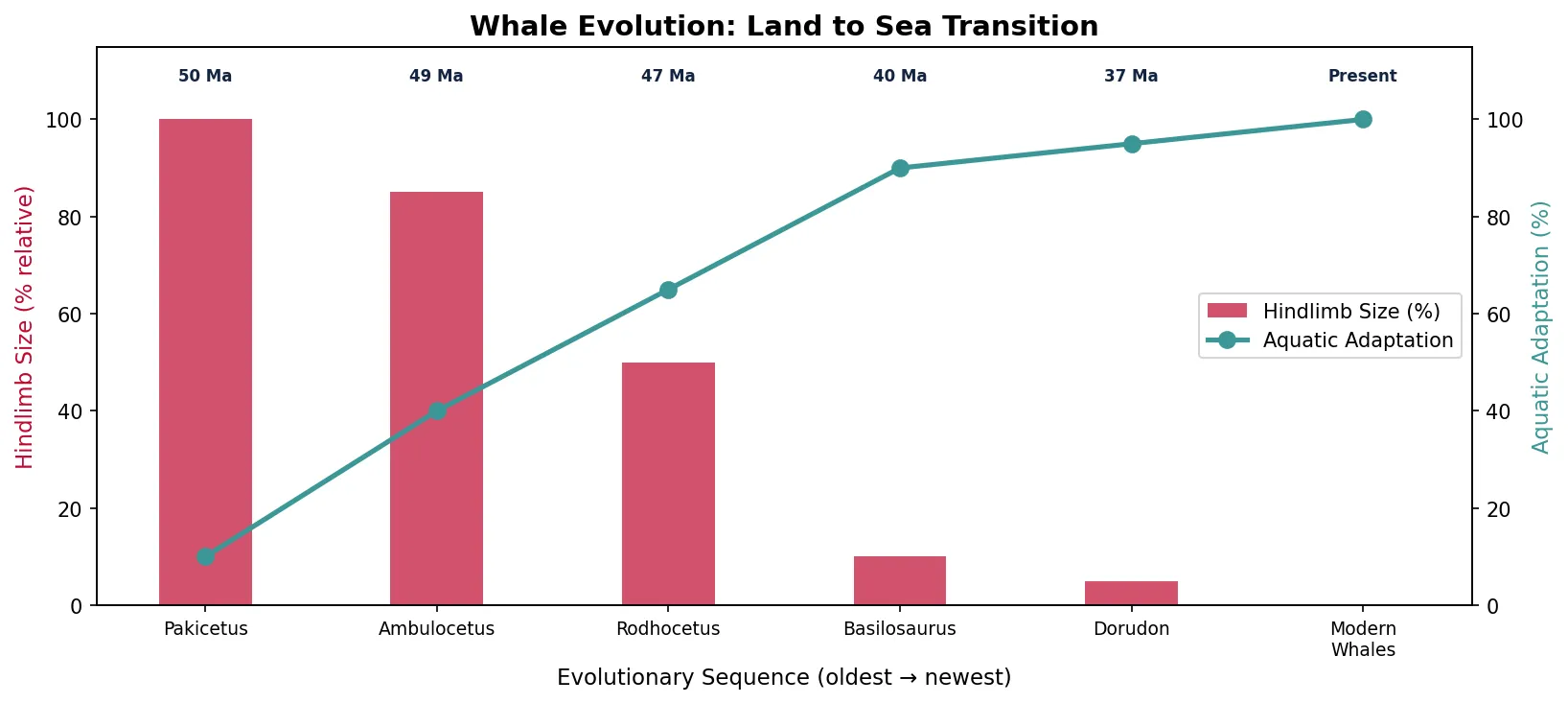 Whale Evolution: Land to Sea Transition
