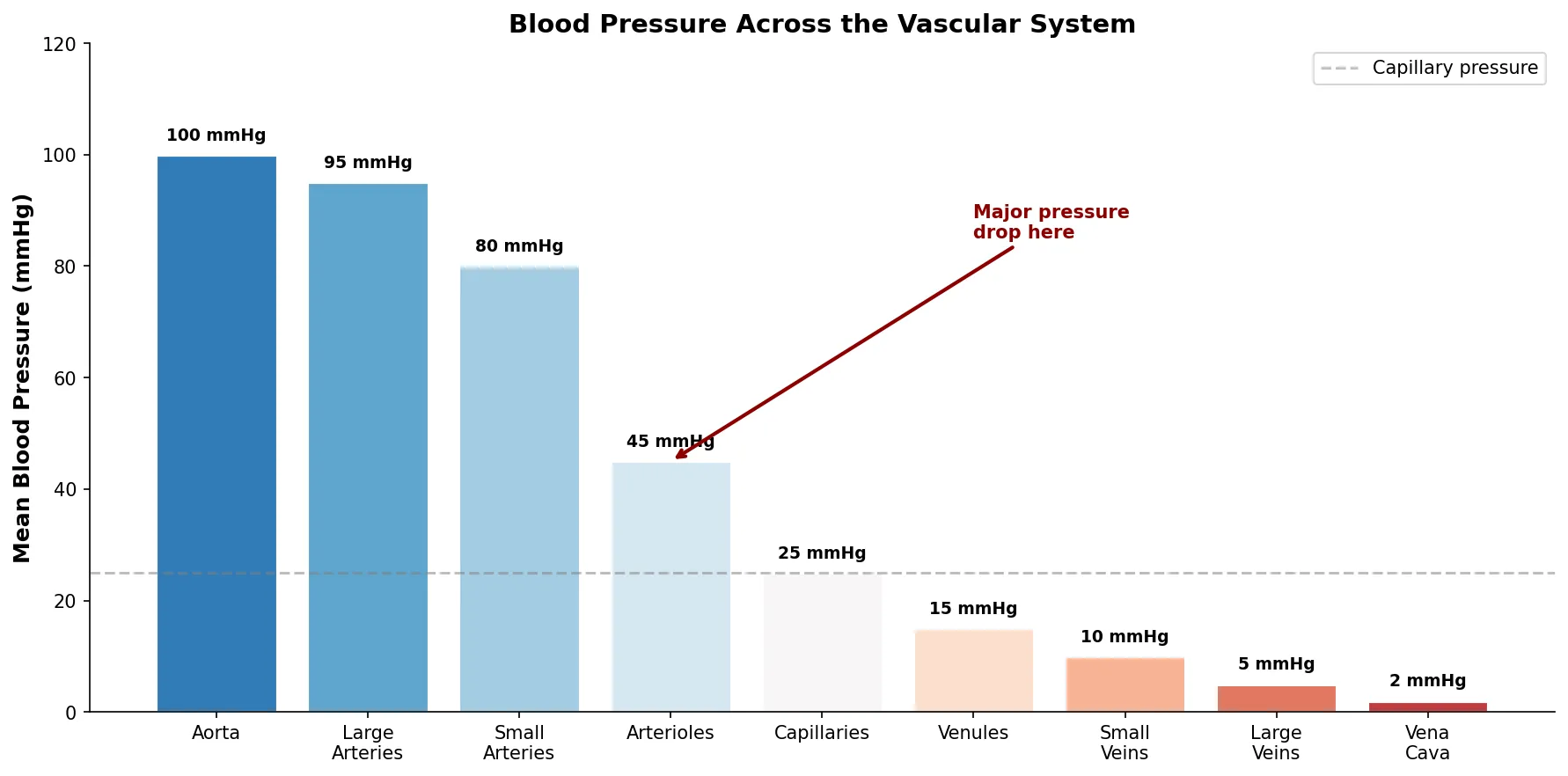 Blood Pressure Across the Vascular System