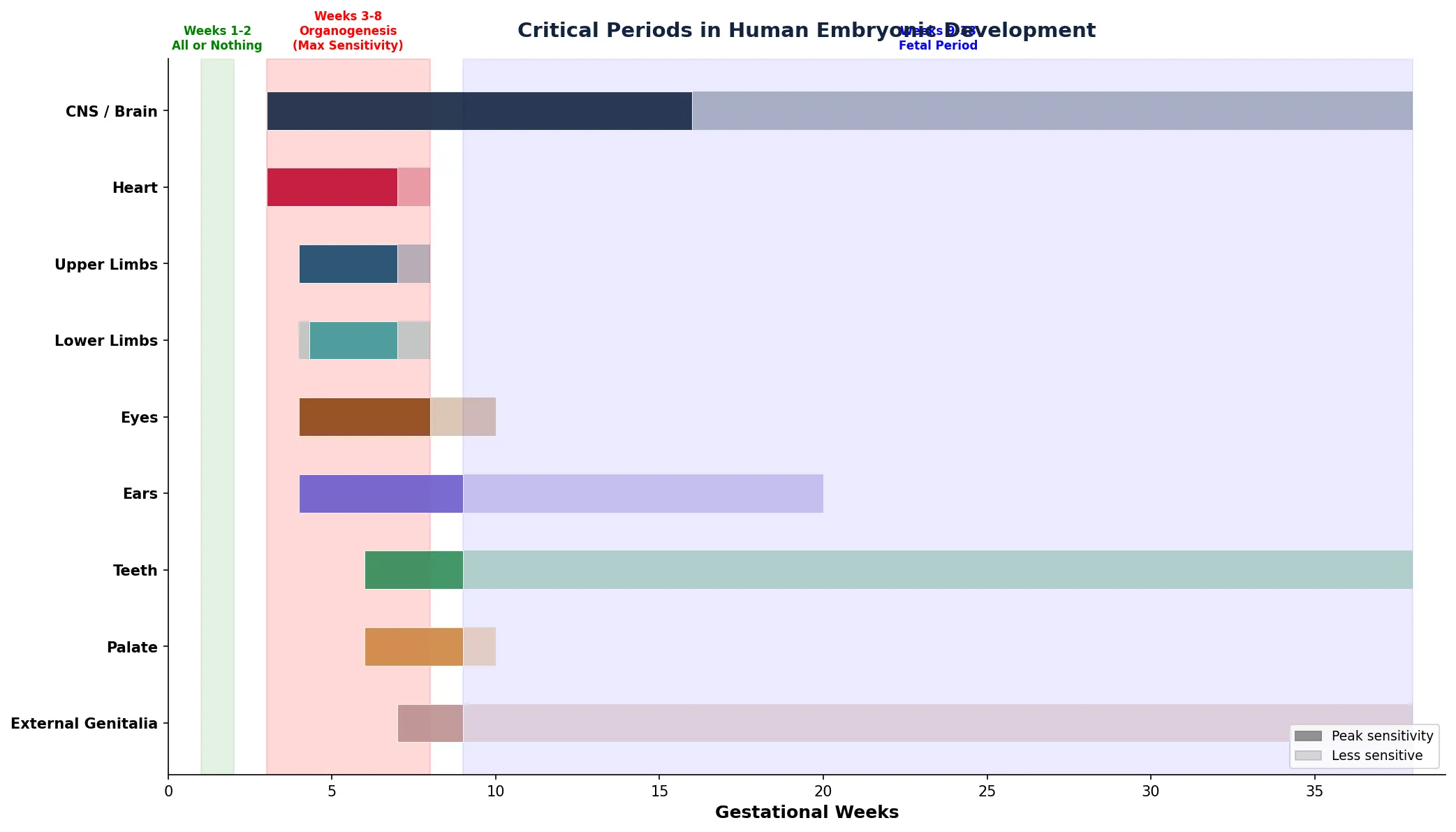 Critical Periods in Human Embryonic Development
