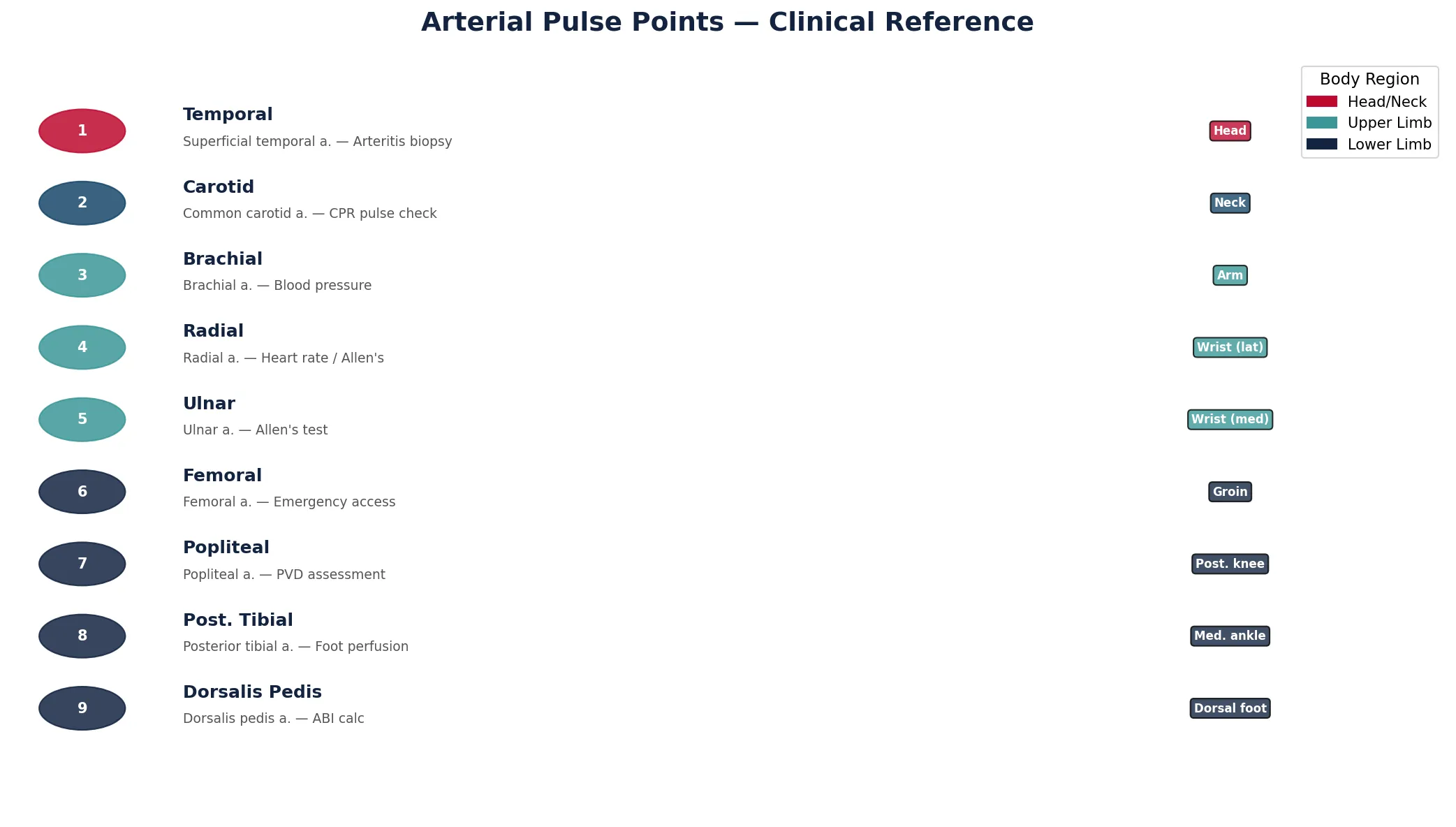 Arterial Pulse Points — Clinical Reference