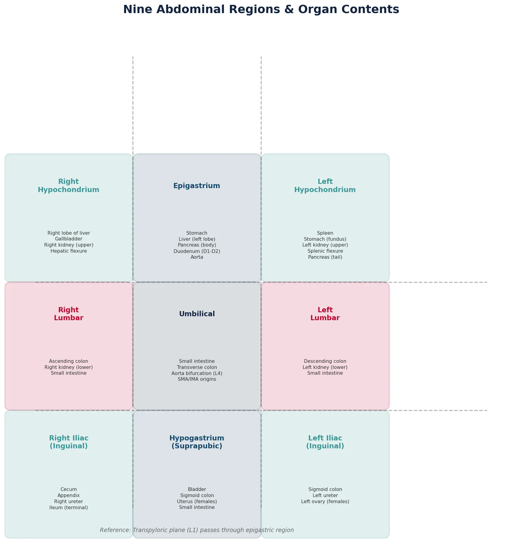 Nine Abdominal Regions & Organ Contents