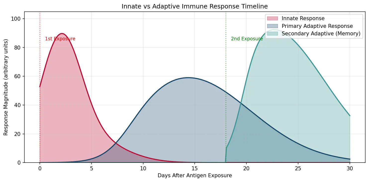 Innate vs Adaptive Immune Response Timeline