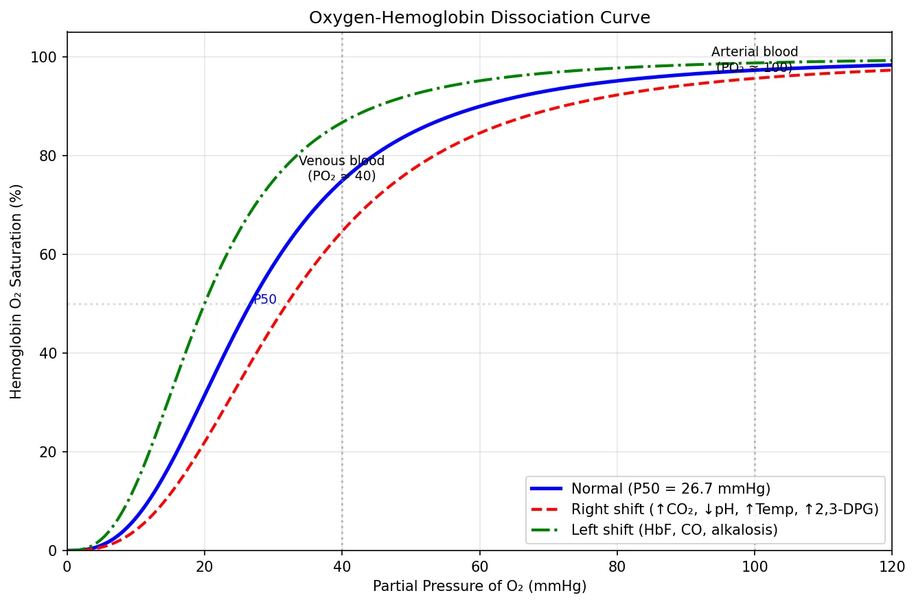 Oxygen-Hemoglobin Dissociation Curve