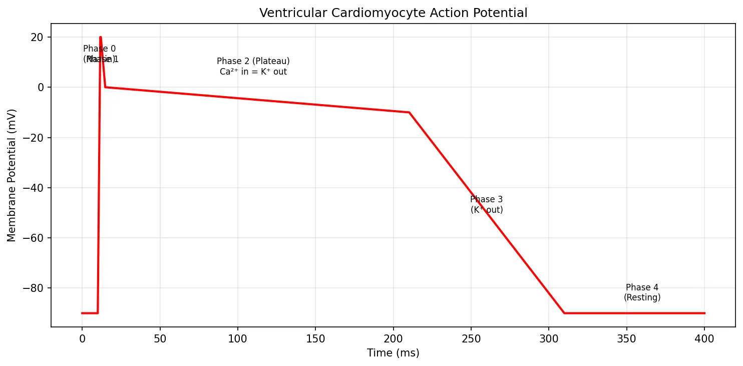 Ventricular Cardiomyocyte Action Potential