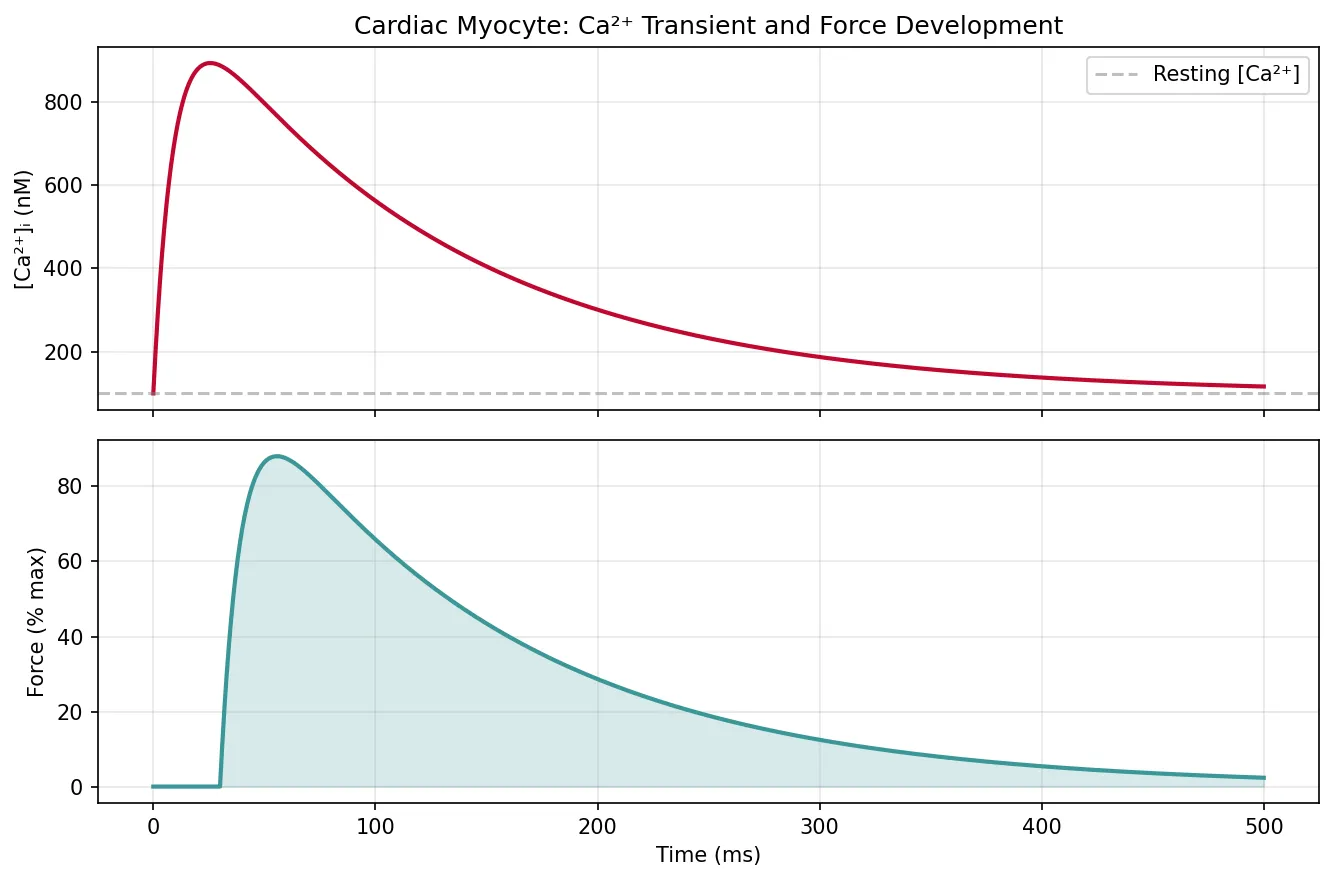 Cardiac Myocyte: Ca²⁺ Transient and Force Development
