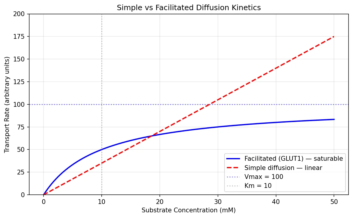 Simple vs Facilitated Diffusion Kinetics