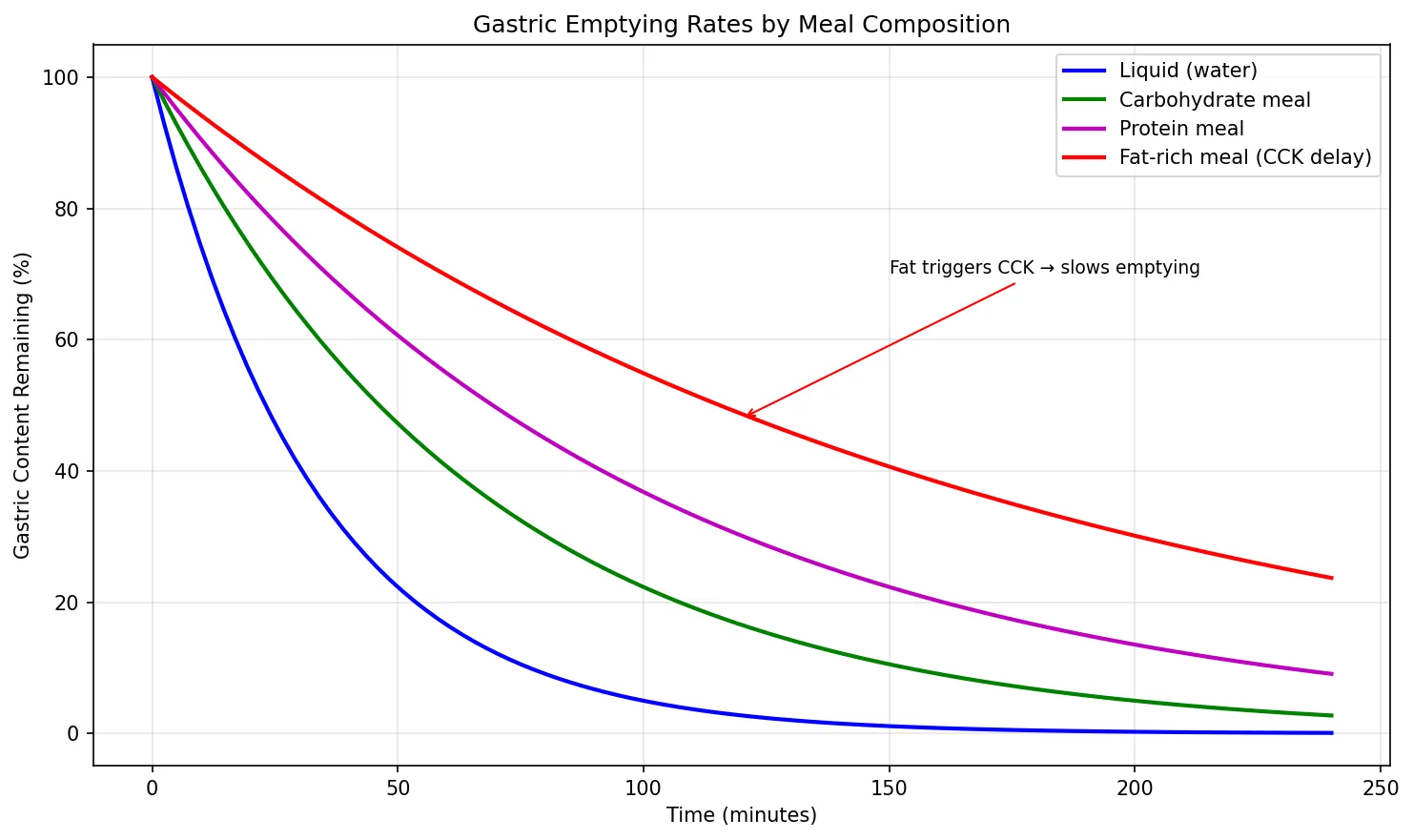 Gastric Emptying Rates by Meal Composition