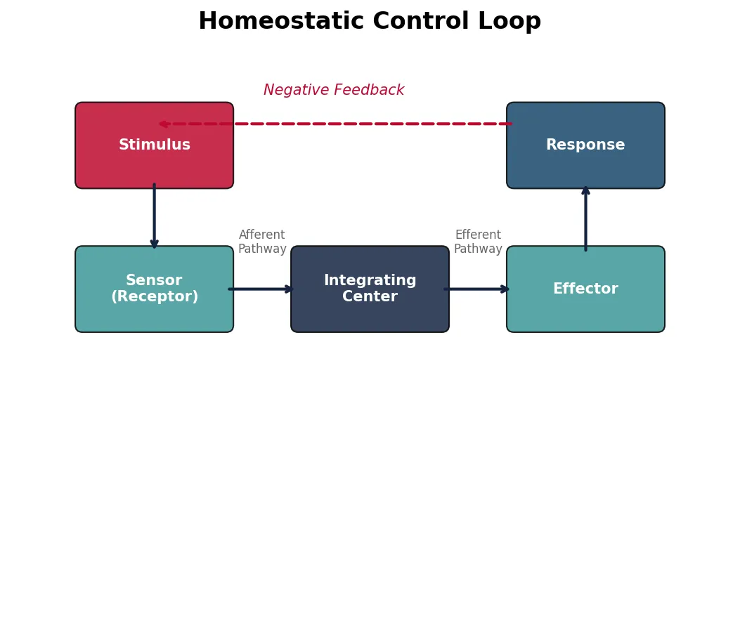 Homeostatic Control Loop
