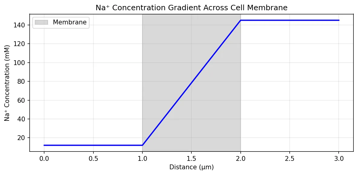 Na⁺ Concentration Gradient Across Cell Membrane