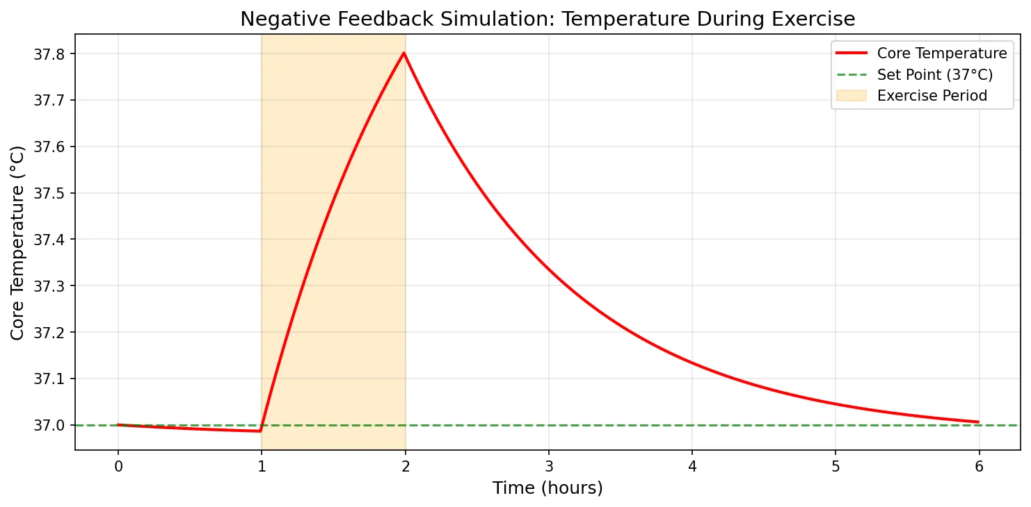 Negative Feedback Simulation: Temperature During Exercise