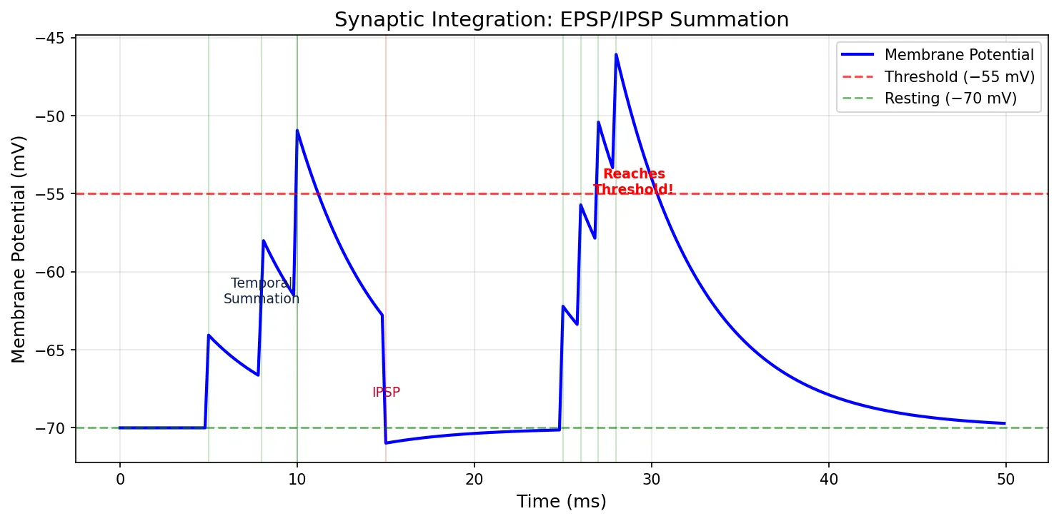 Synaptic Integration: EPSP/IPSP Summation
