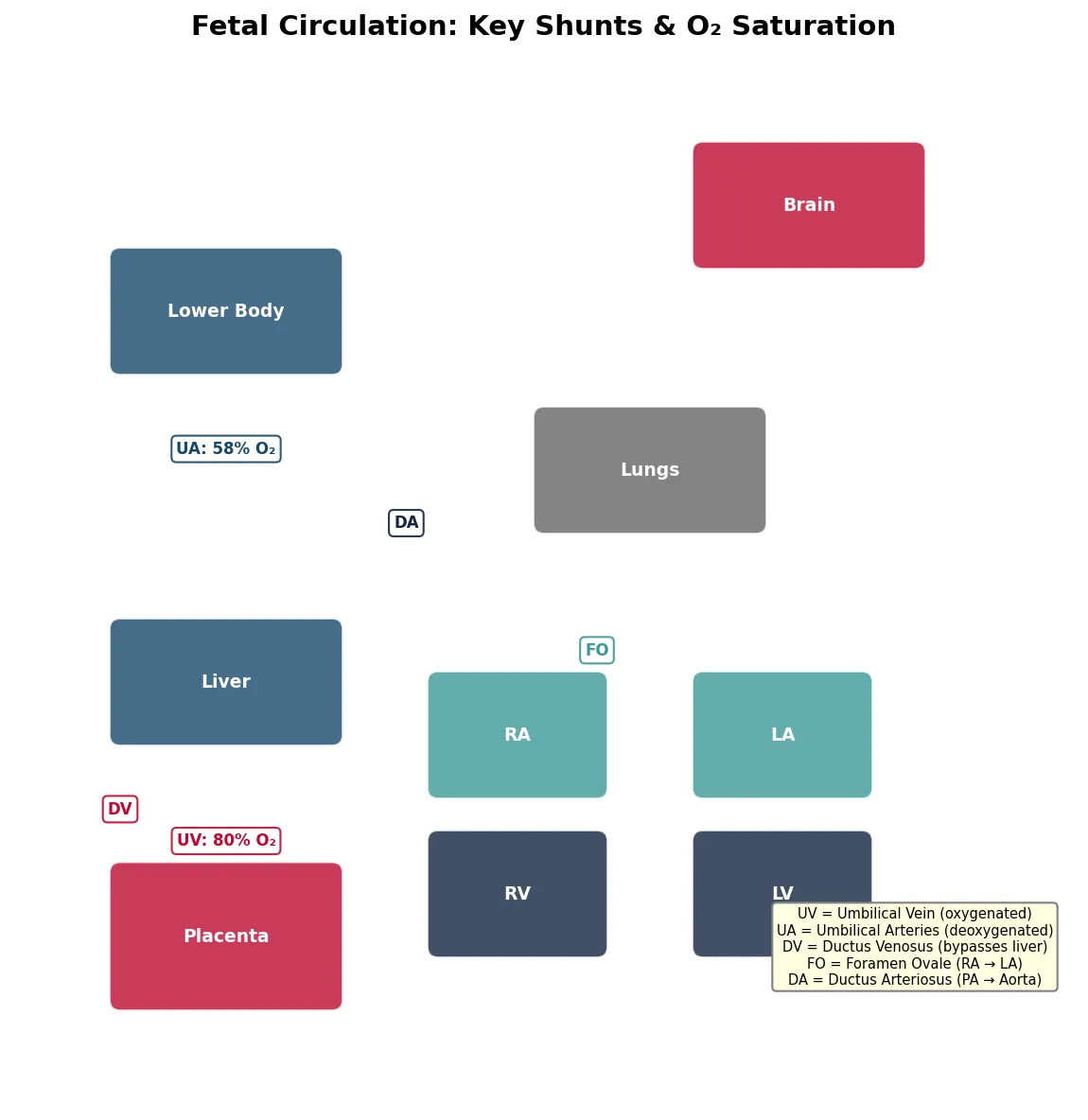 Fetal Circulation: Key Shunts & O₂ Saturation